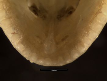 Media type: image;   Herpetology R-131846